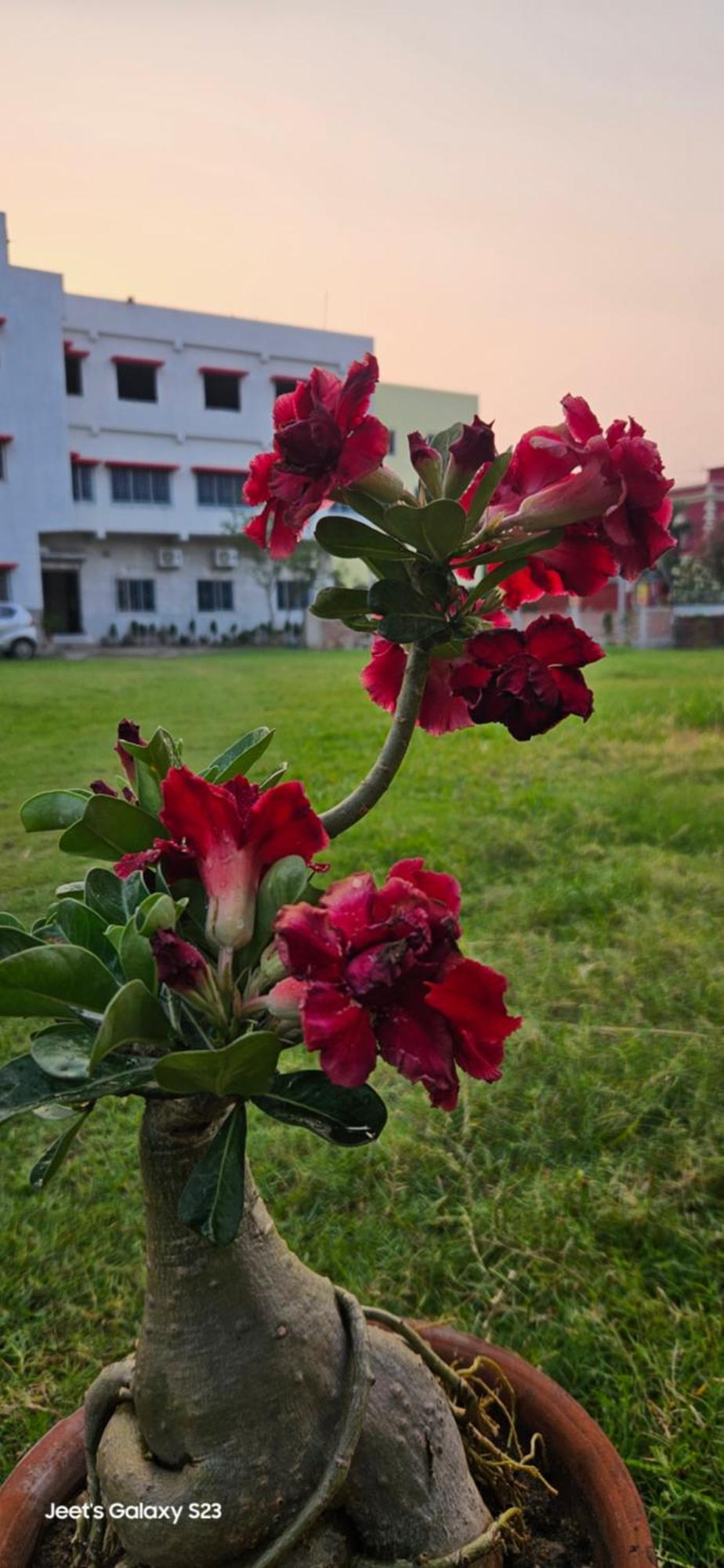 Village